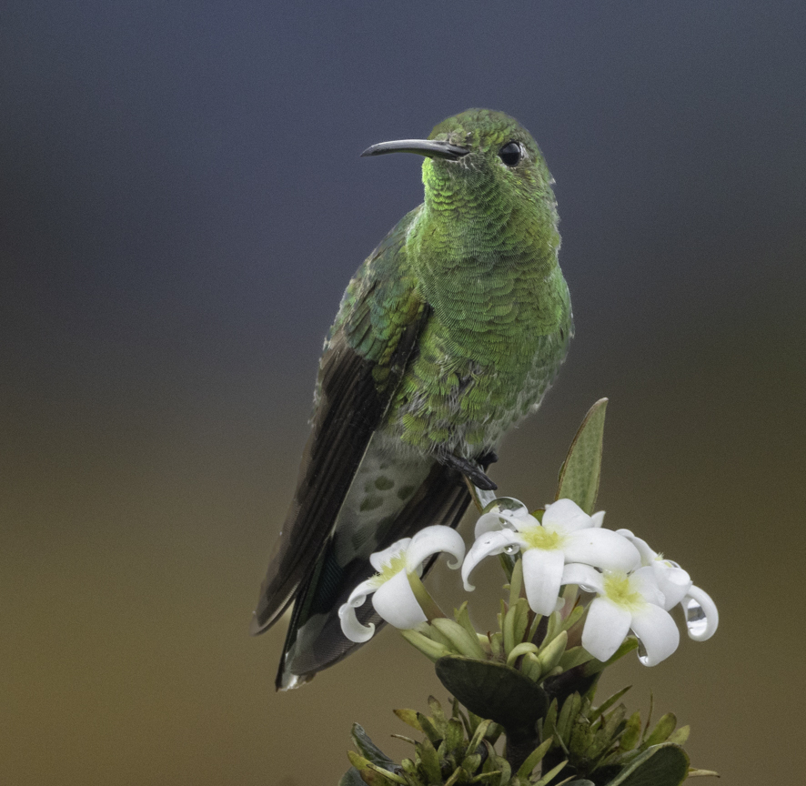 Tepui Goldenthroat photo