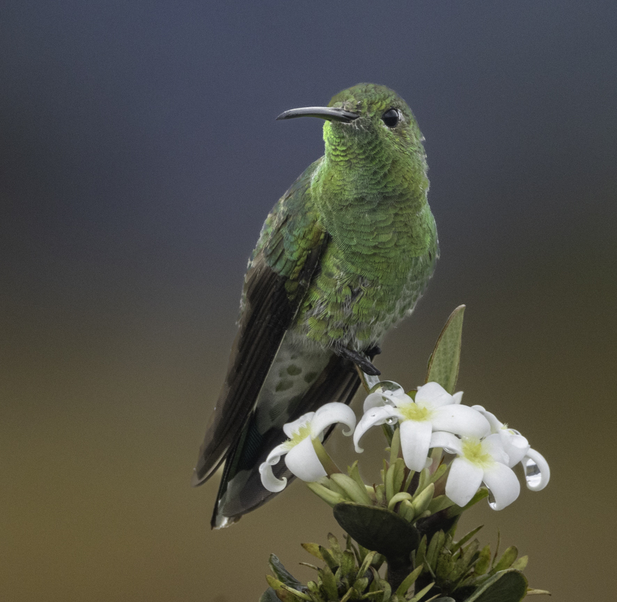 Tepui Goldenthroat illustration
