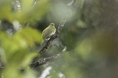 Olive Manakin photo 3