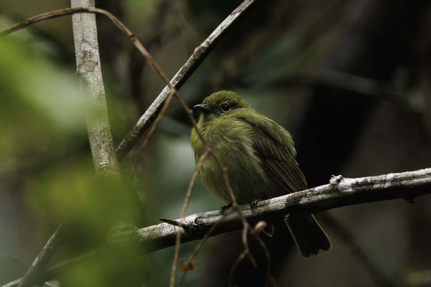 Olive Manakin photo
