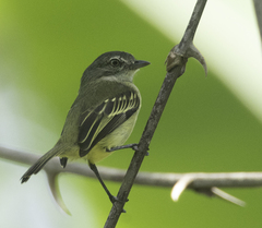 Slender-Footed Tyrannulet photo 2