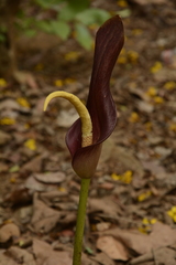 Amorphophallus commutatus