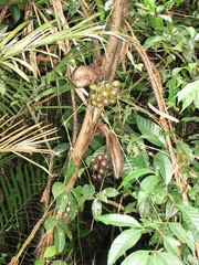 Bactris major