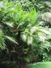 Bactris major