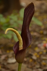 Amorphophallus commutatus