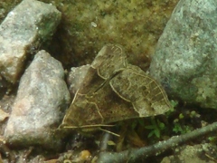Hypena deceptalis