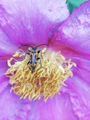 Brachyta interrogationis