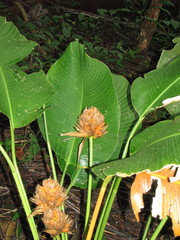 Goeppertia inocephala