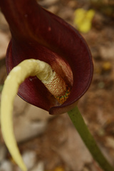 Amorphophallus commutatus