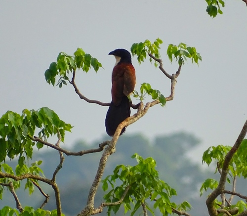 Centropus monachus