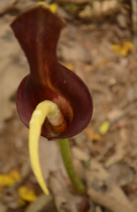 Amorphophallus commutatus