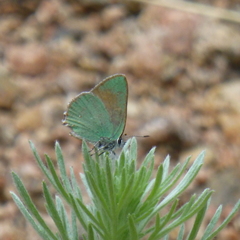 Callophrys affinis
