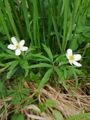 Anemonoides caerulea