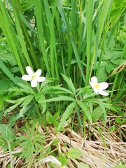 Anemonoides caerulea