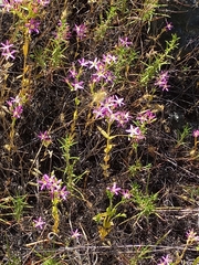 Zeltnera muehlenbergii