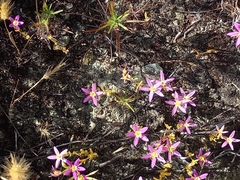 Zeltnera muehlenbergii