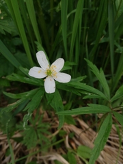 Anemonoides caerulea