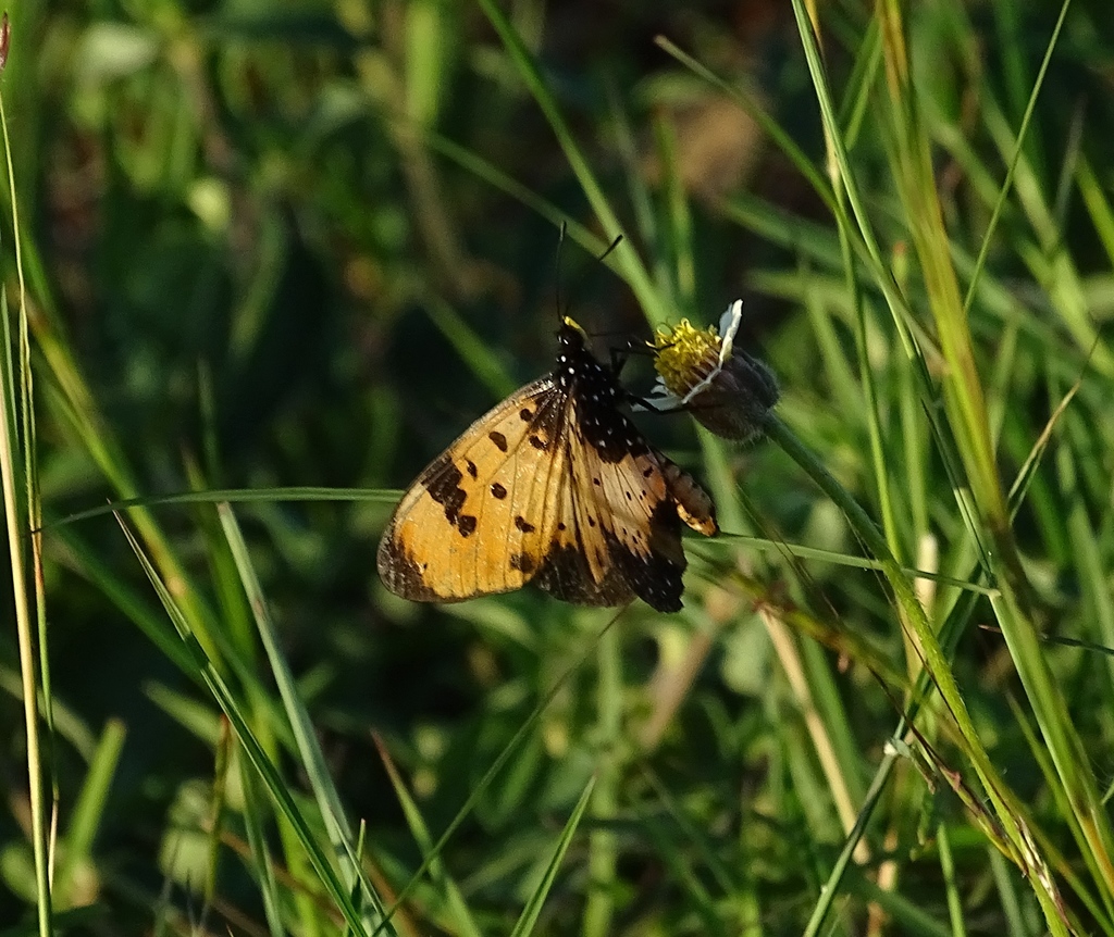 Acraea pseudolycia