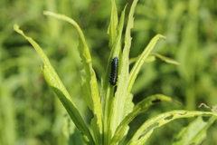 Trirhabda canadensis
