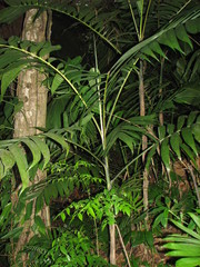 Chamaedorea tepejilote