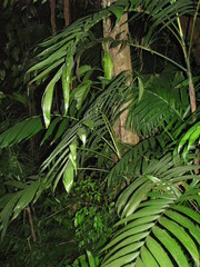 Chamaedorea tepejilote