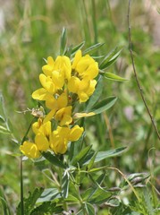 Thermopsis montana