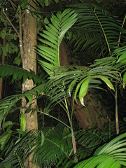 Chamaedorea tepejilote