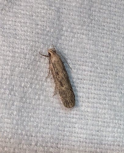 Cotton stem moth photo 5