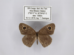 Ypthima granulosa