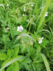 Geranium asiaticum