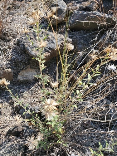 Brickellia oblongifolia var. oblongifolia