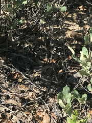 Sceloporus arenicolus