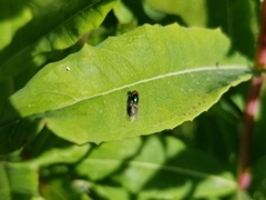 Microchrysa polita