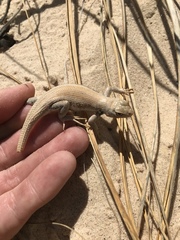 Sceloporus arenicolus