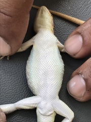 Sceloporus arenicolus