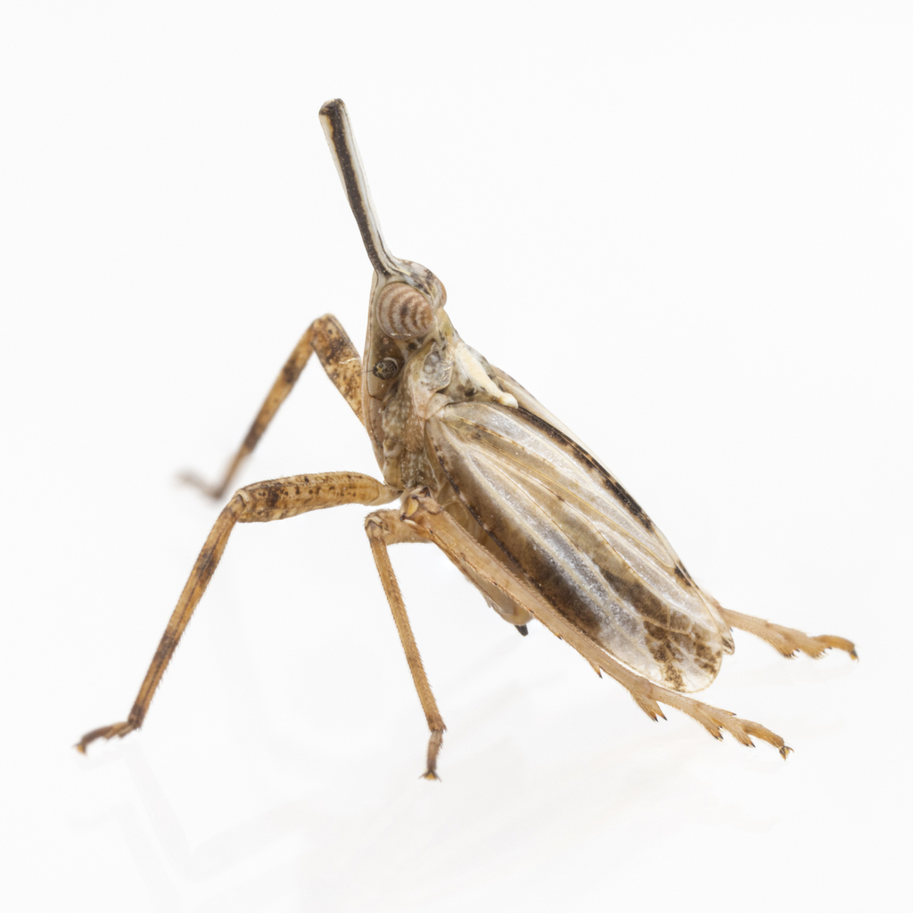 Scolops californicus