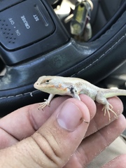 Sceloporus arenicolus