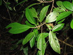 Myriocarpa obovata