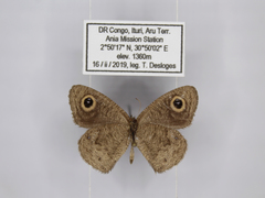 Ypthima granulosa