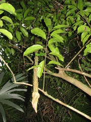 Passiflora pittieri