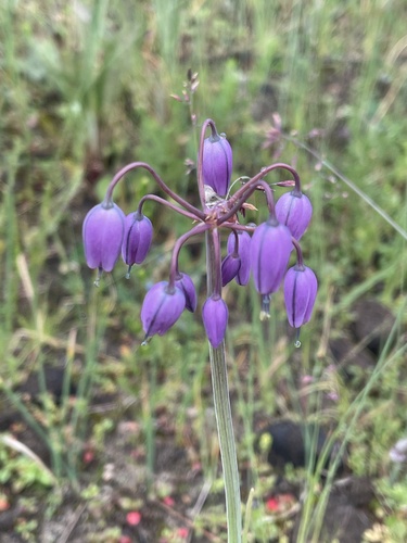 Allium macranthum