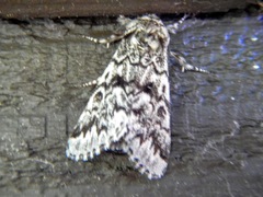 Panthea acronyctoides