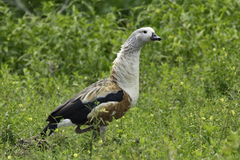 Orinoco Goose photo 4