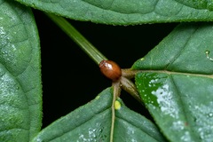 Hemisphaerius