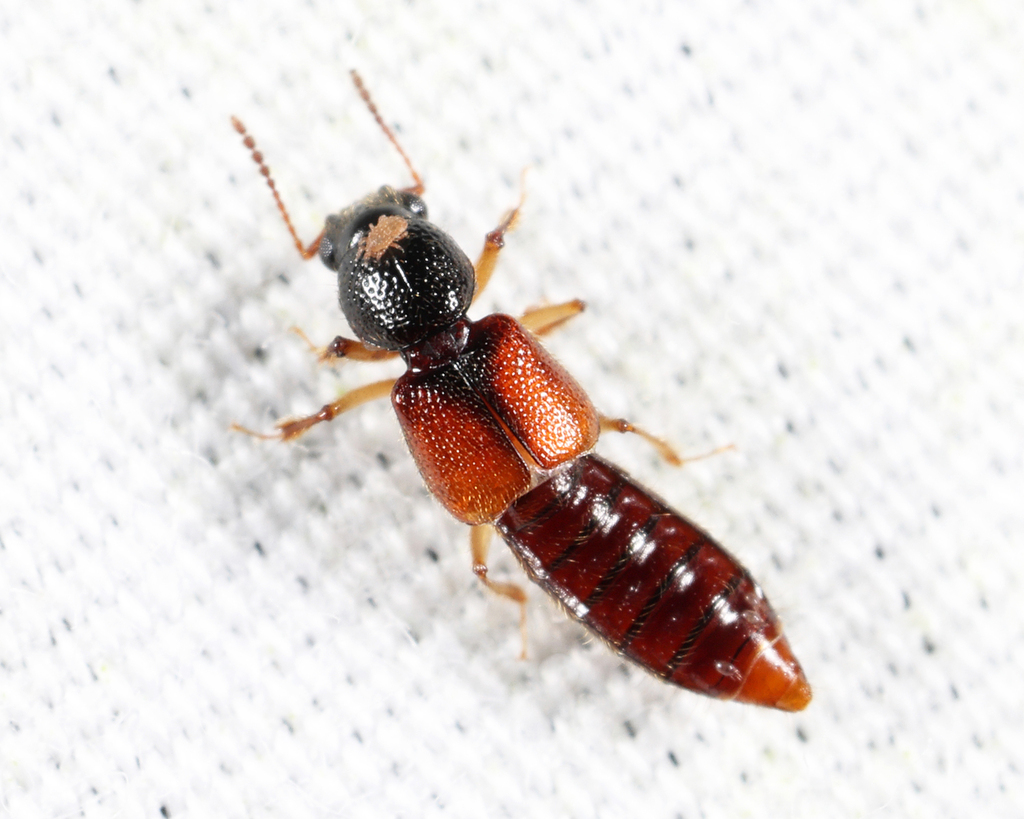 Bledius semiferrugineus