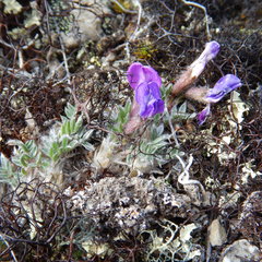 Oxytropis huddelsonii