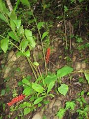 Renealmia aromatica