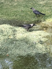 Corvus splendens