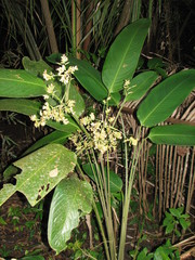 Stromanthe hjalmarssonii