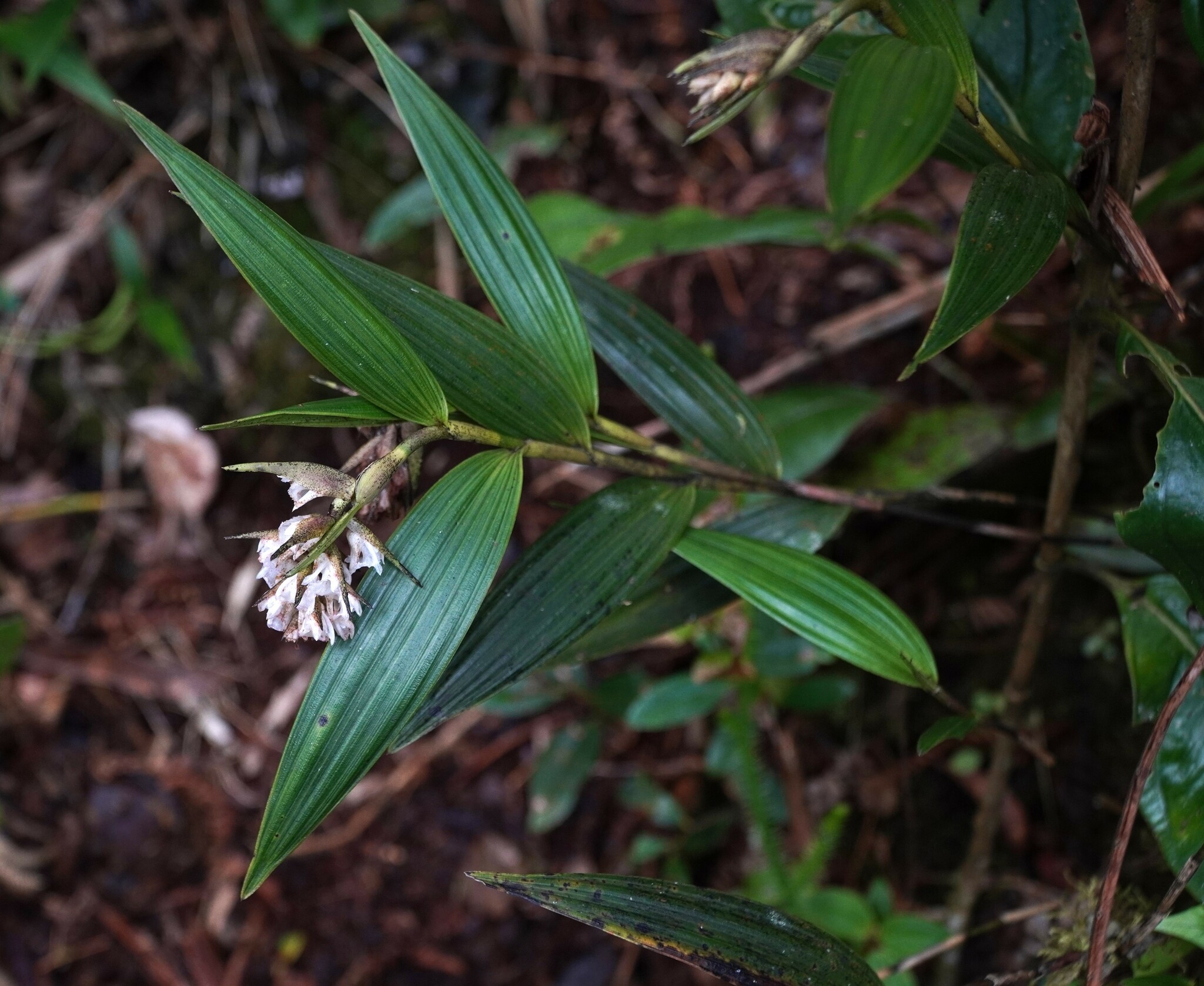 Elleanthus image